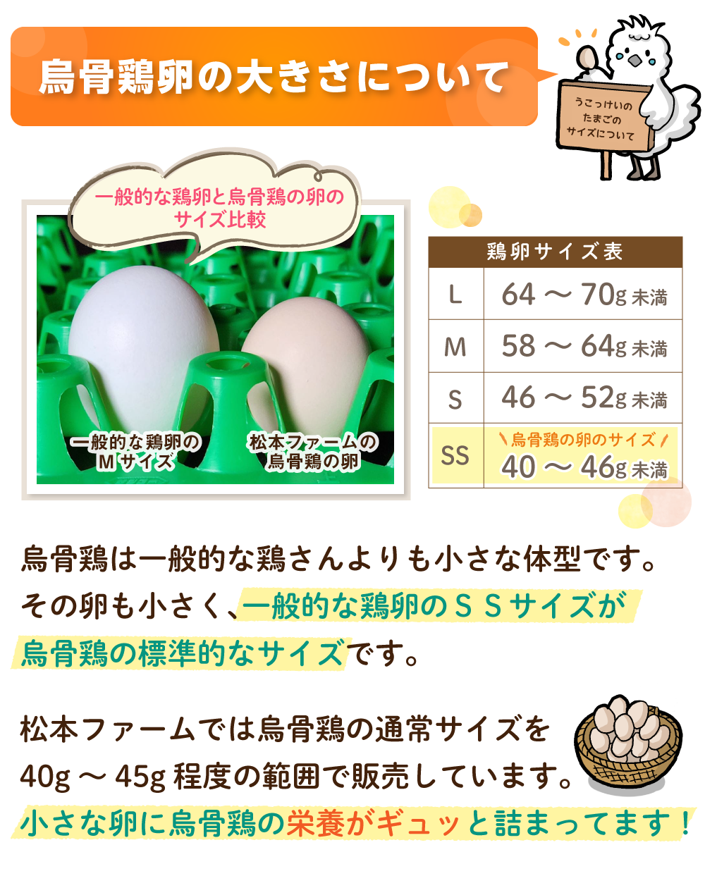 烏骨鶏卵の大きさについて。烏骨鶏は一般的な鶏さんよりも小さな体型です。その卵も小さく、一般的な鶏卵のＳＳサイズが烏骨鶏の標準的なサイズです。松本ファームでは烏骨鶏の通常サイズを40g～45g程度の範囲で販売しています。小さな卵に烏骨鶏の栄養がギュッと詰まってます！